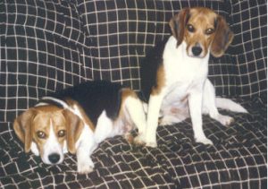 beagles